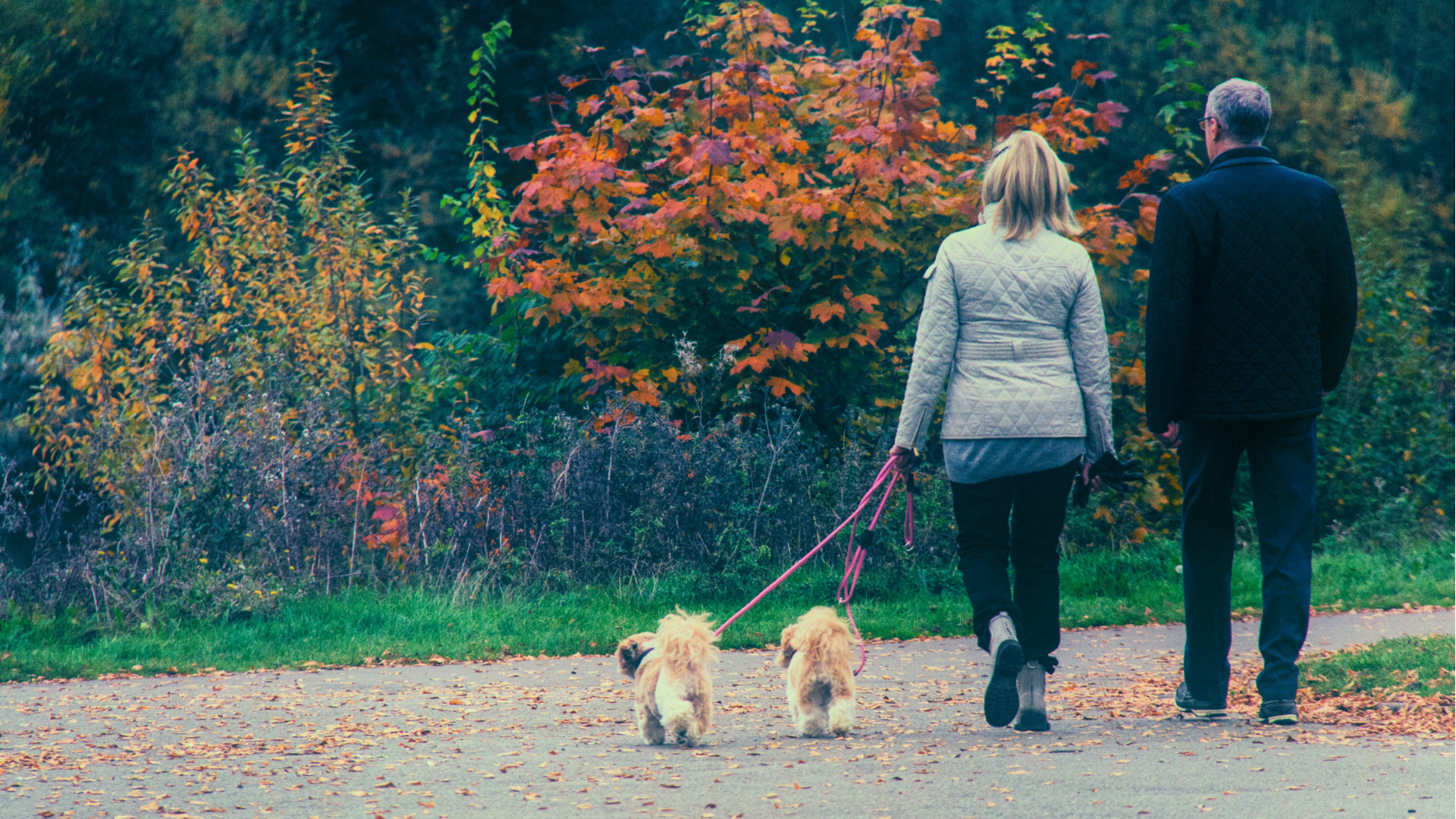 Baasjes lopen met twee kleine hondjes door een park